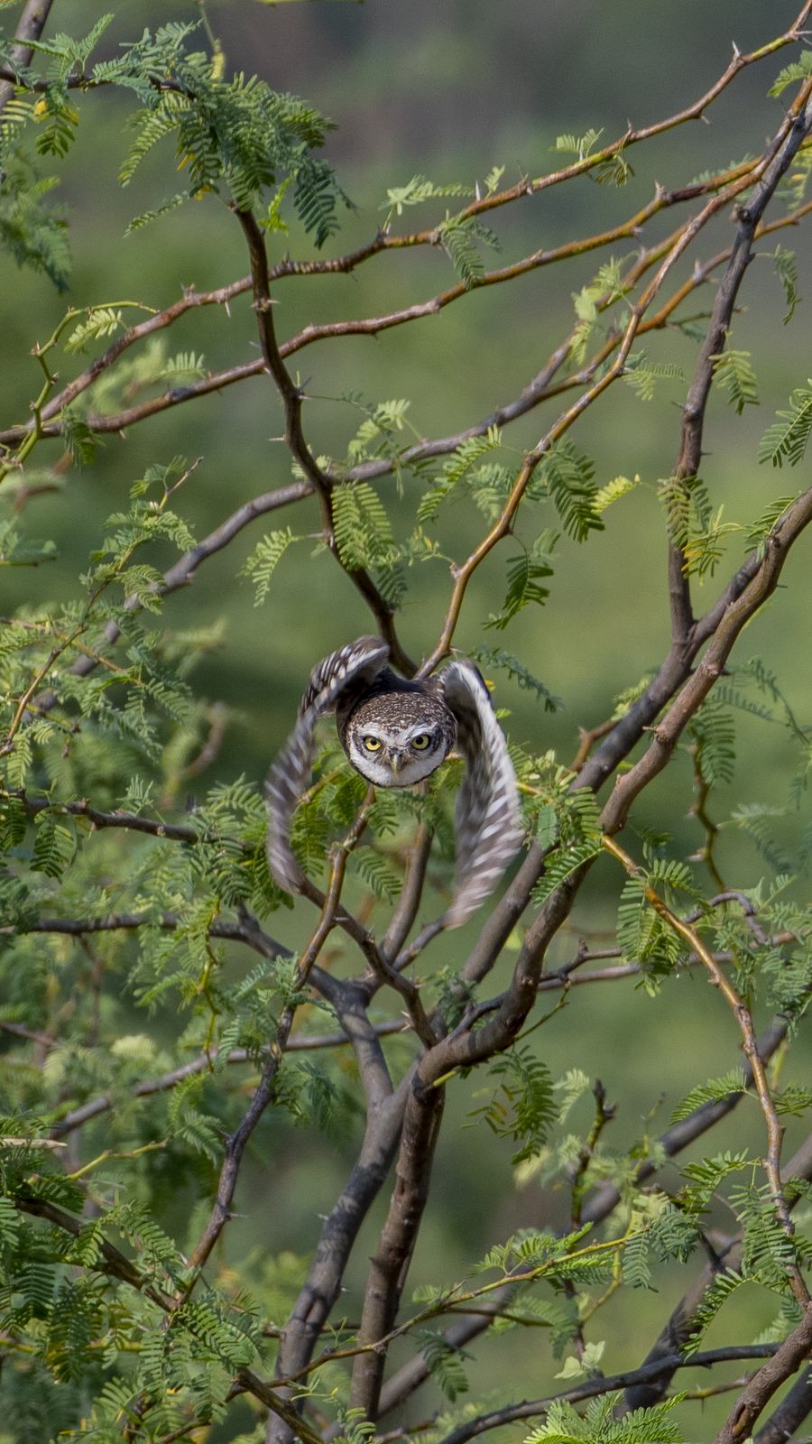 Spotted owlet (11)